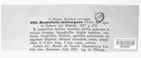 Ramularia microspora image